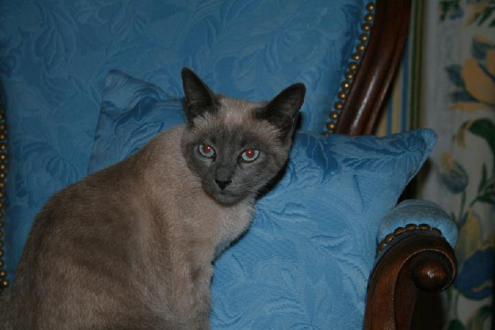 2007-06 Saphir 027.jpg
